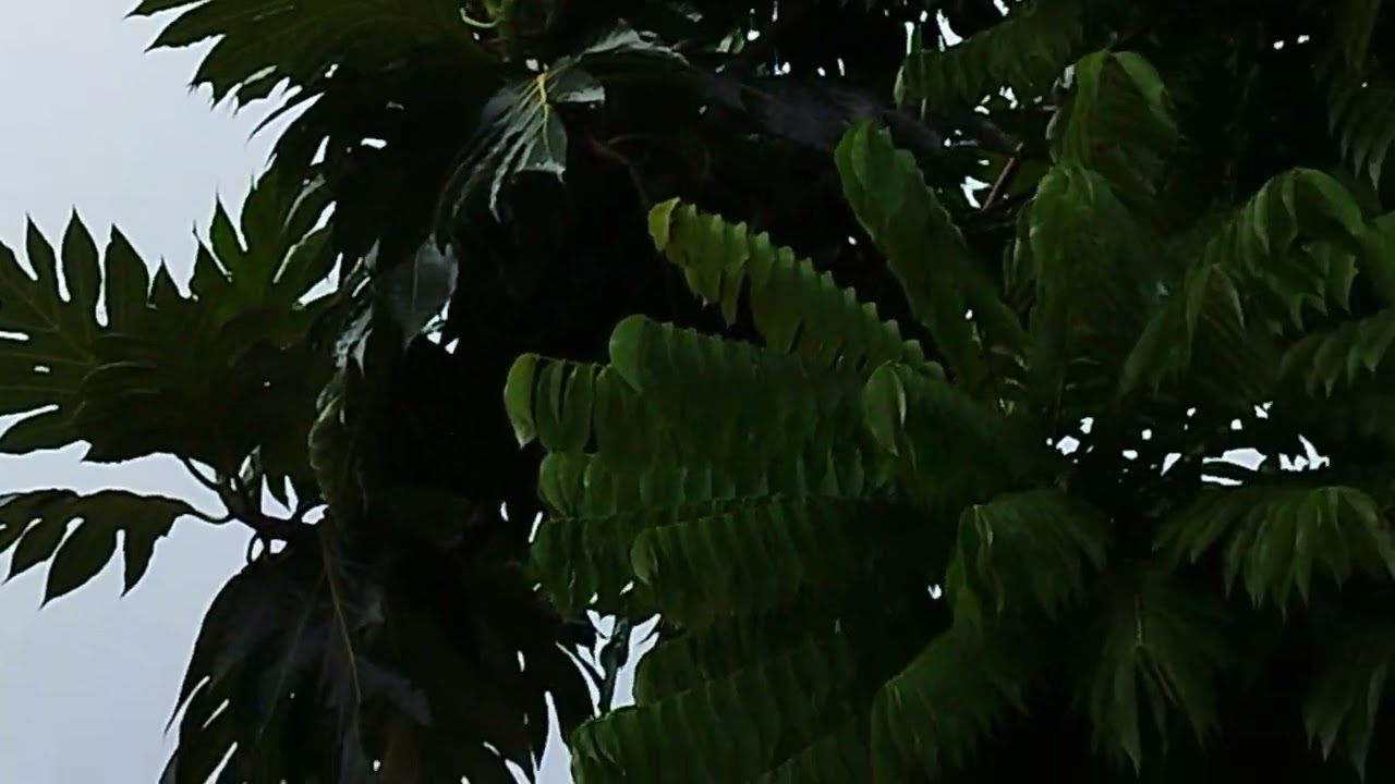 Bertani de taman perumahan