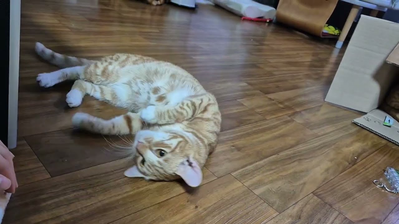 왜 또 박스야?(怎么又箱子）
