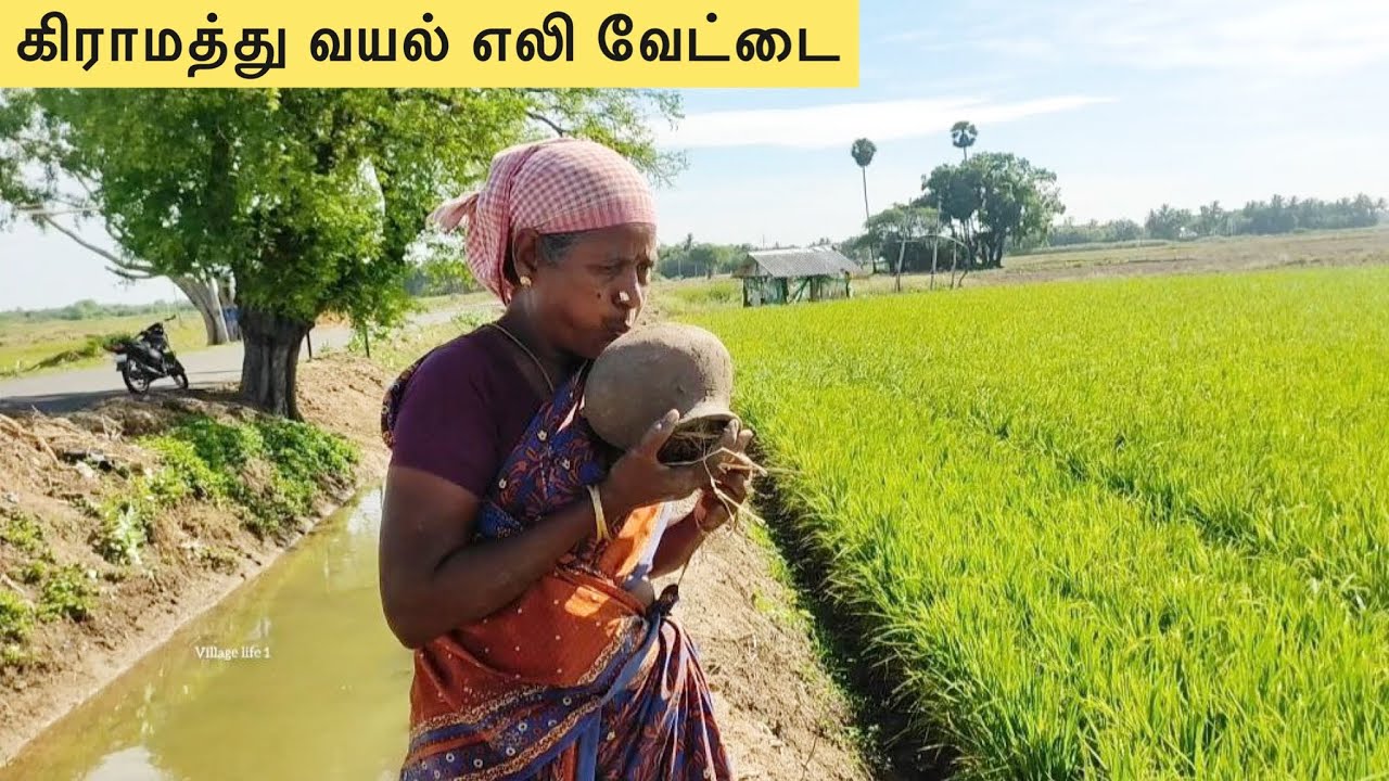 கிராமத்து வயல் எலி வேட்டை | RAT HUNTING in Village | Vayal Eli Vettai