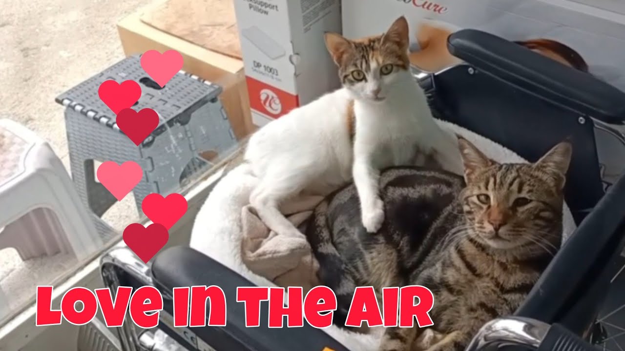Pure Love😻 #catsquad 