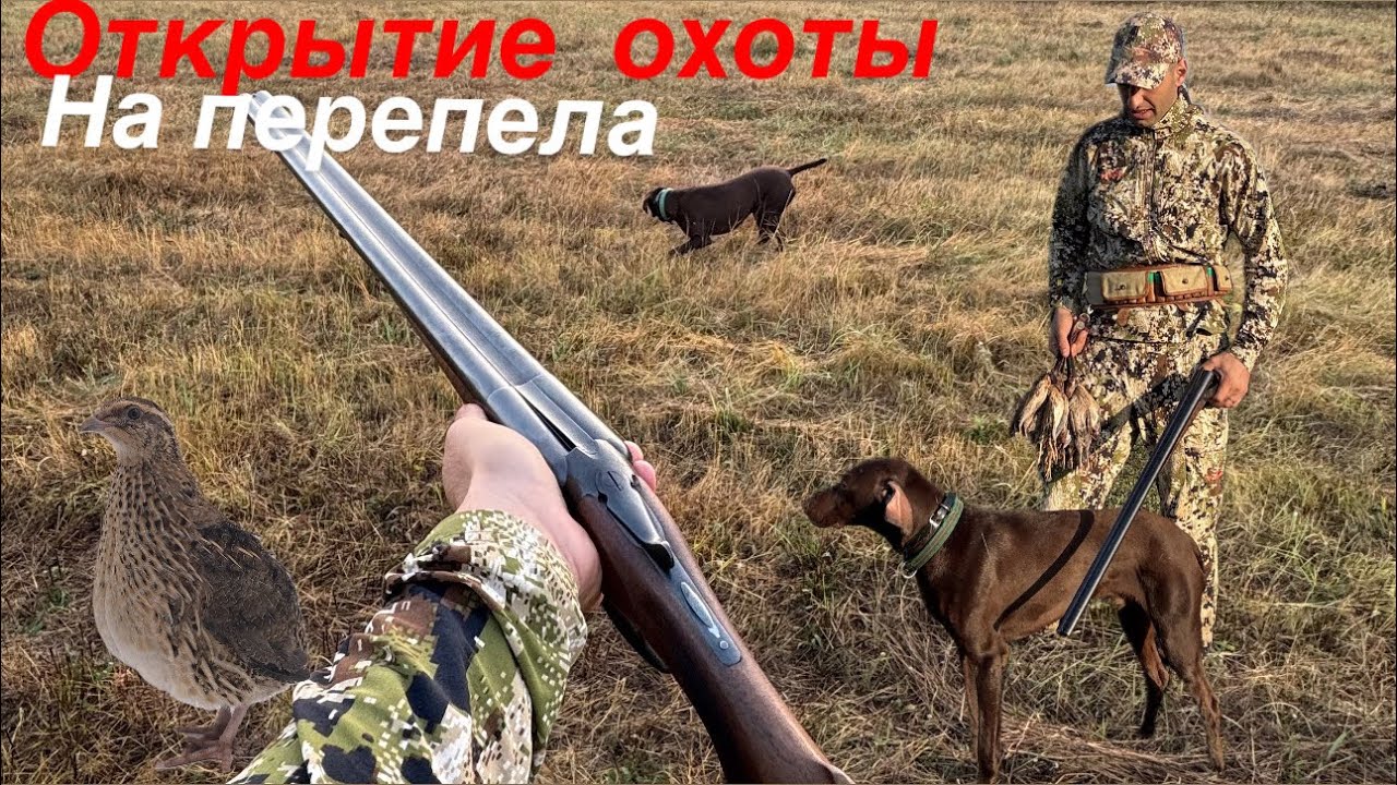 Супер открытие на перепела 2025