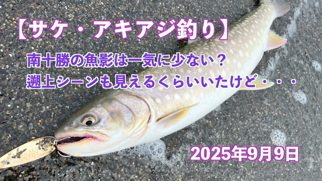 【サケ・アキアジ釣り】南十勝の魚影は一気に少ない？遡上シーンも見えるくらいいたけど・・・2025年9月9日