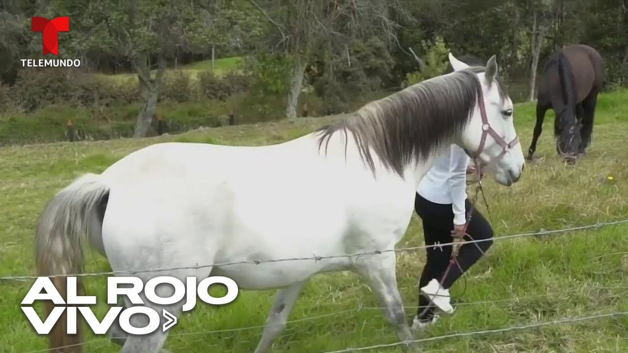Terapia con caballos salvajes promete sanar emociones dolorosas de las personas