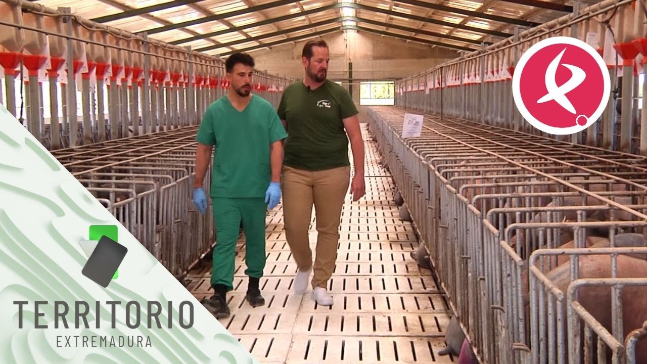 Esta granja porcina sostenible es una de las más destacadas de la región | Territorio Extremadura