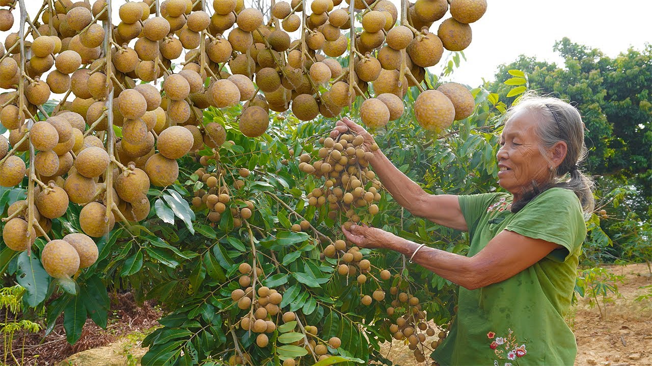 龍眼還能這樣吃？阿婆和孫子摘回新鮮龍眼，放肉一起燉補湯｜Guangxi grandmother, making Chinese food from longan fruit｜广西 美食 ｜玉林阿婆