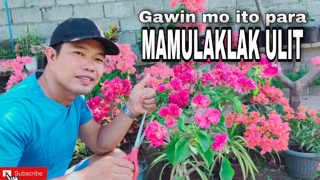 Dapat Gawin sa Bougainvillea Pagakatpos Mamulaklak Para Mabilis Na Mamulaklak Ulit ng Mas Marami