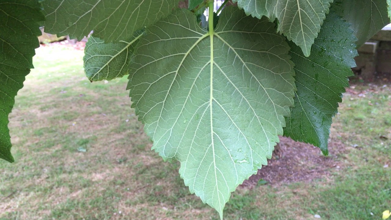 Black Mulberry (Morus nigra) - underside of leaf close up - July 2018