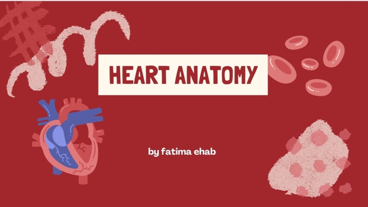 Heart anatomy part 2