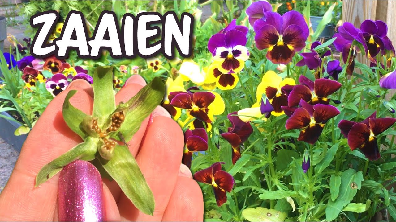 Zelf viooltjes zaaien en kweken | Tips voor zaden verzamelen & lang bloeiende viooltjes