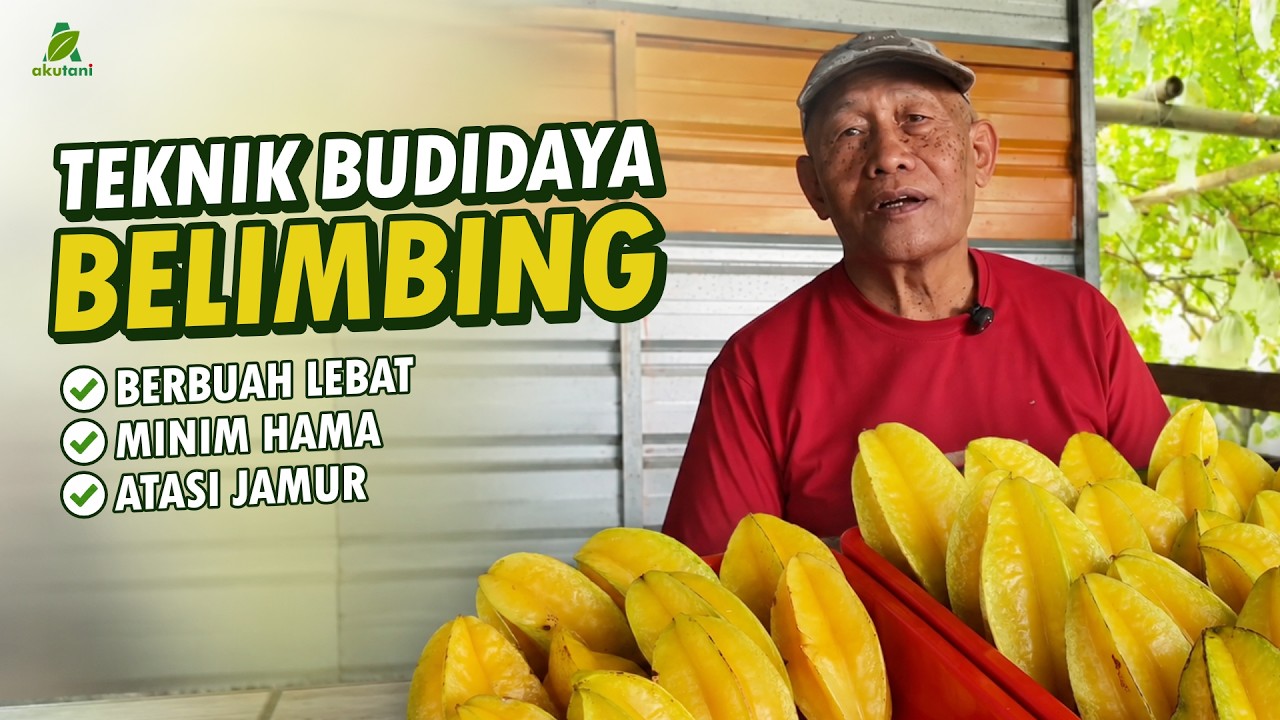 Teknik Perawatan Belimbing Supaya Panen Maksimal | Rahasia Kebun Belimbing Lebat