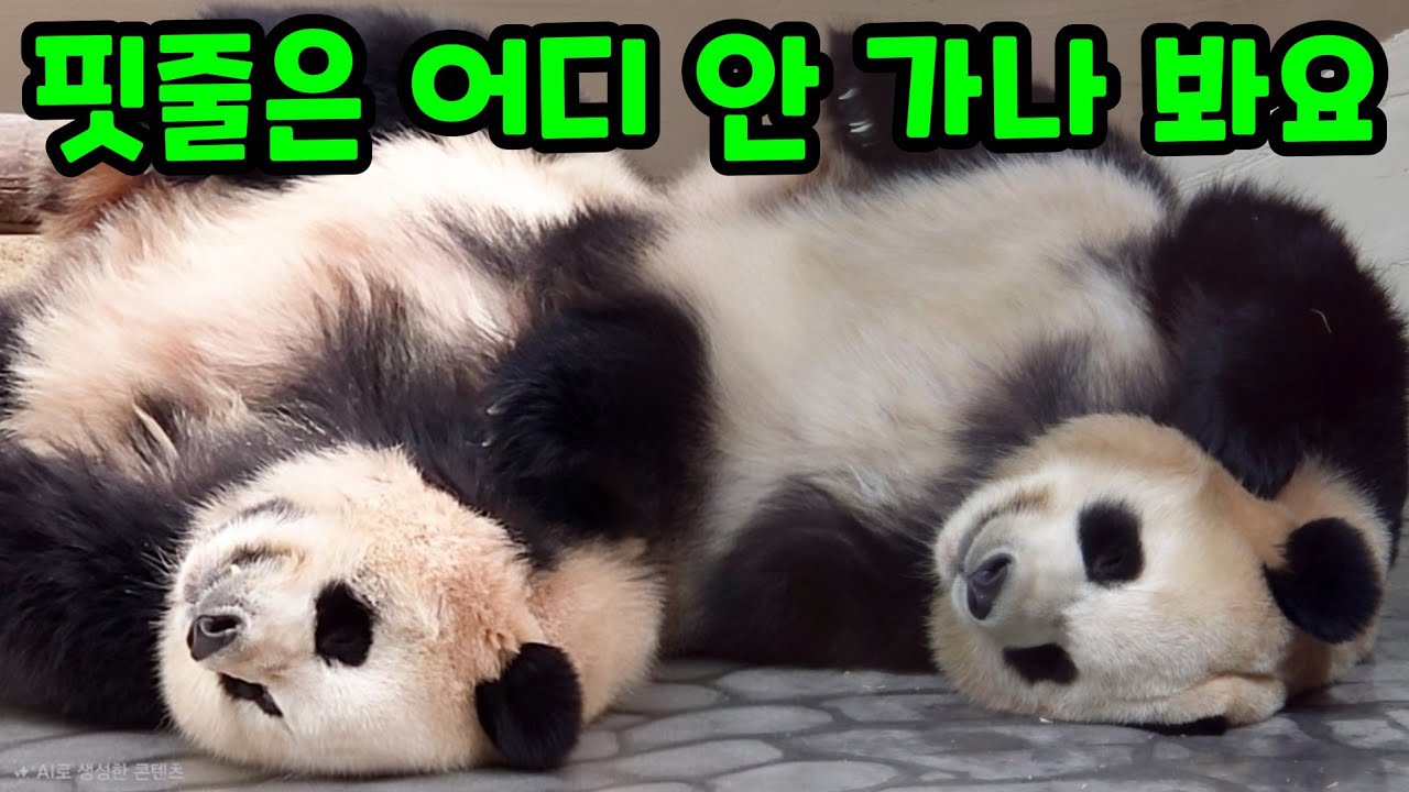 2026년 2월 22일 에버랜드 판다월드 세컨하우스 루이바오 후이바오 아이바오 러바오 