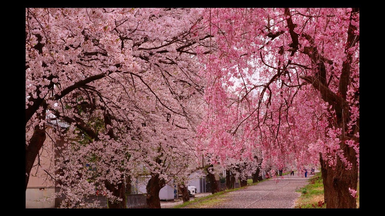 爺のぶら散歩🍀花の旅日記2025