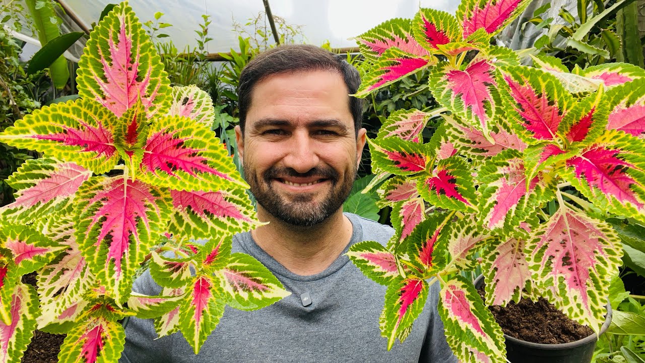 COMO FAZER MUDAS DE COLEUS