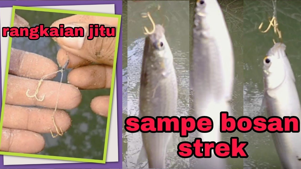 pemancing blanak wajib tau .. ternyata cara mudah sekali mancing blanak #mancingblanak