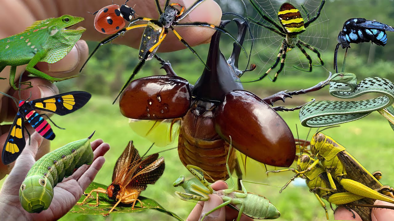 hunting adventure of various types of insects
