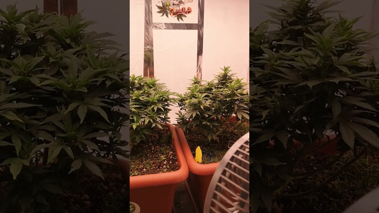Lights Lied. My Plants Went Back to Veg. Here's What Happened 🤯
