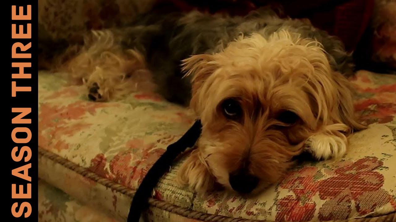 A day at home with MollyDog! Vlog