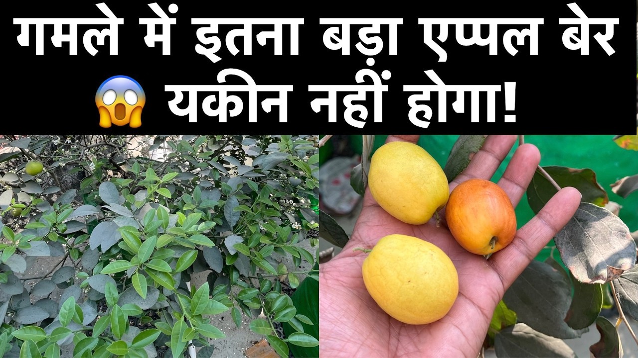 Apple Ber Harvesting | Terrace Garden Update in Spring Season