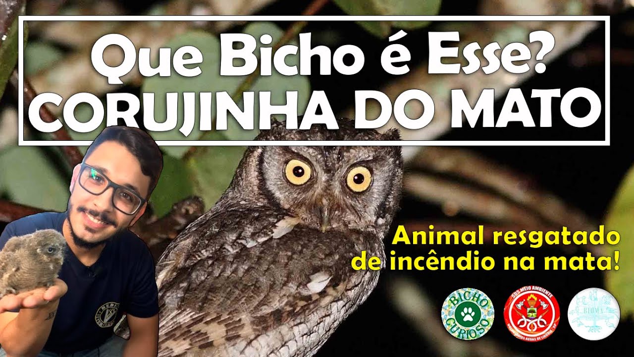 CORUJINHA DO MATO - Que Bicho é Esse? | Bicho Curioso