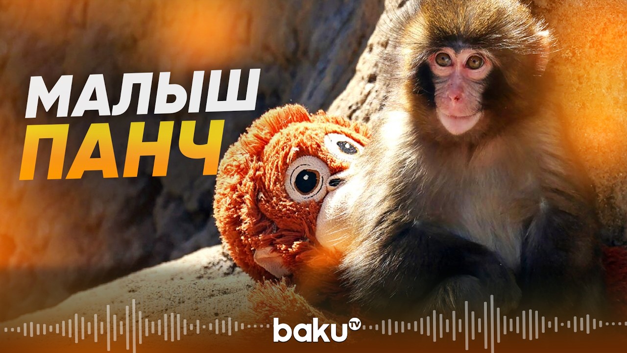 История макаки в японском зоопарке, оставшейся без мамы, покорила сердца - Baku TV | RU