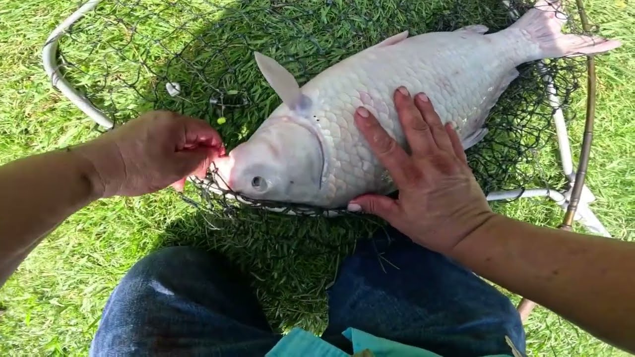 Big Buffalo Carp (making strawberry banana grits)