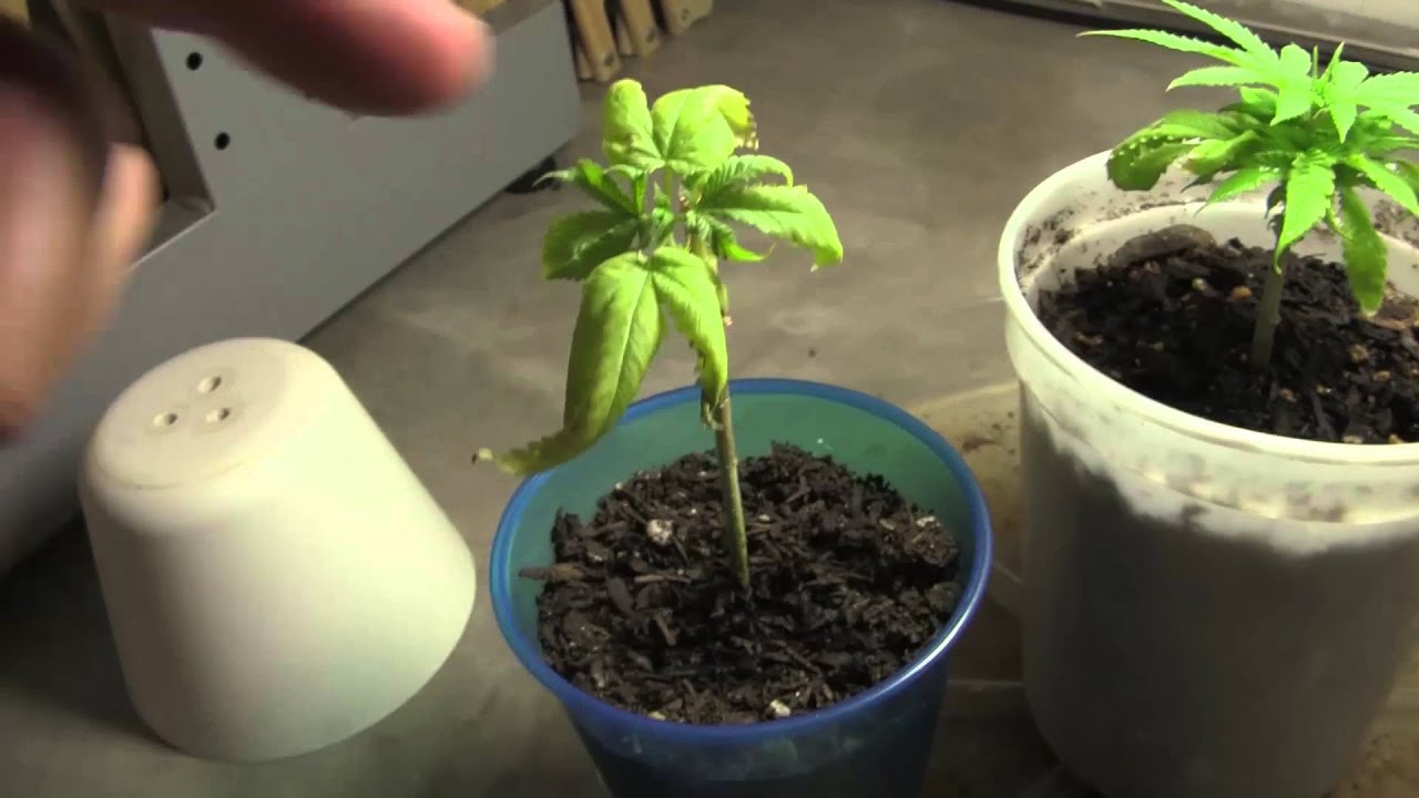 Signs Of Pistols - A Cannabis Plant's Cinderella Story - budsimple com
