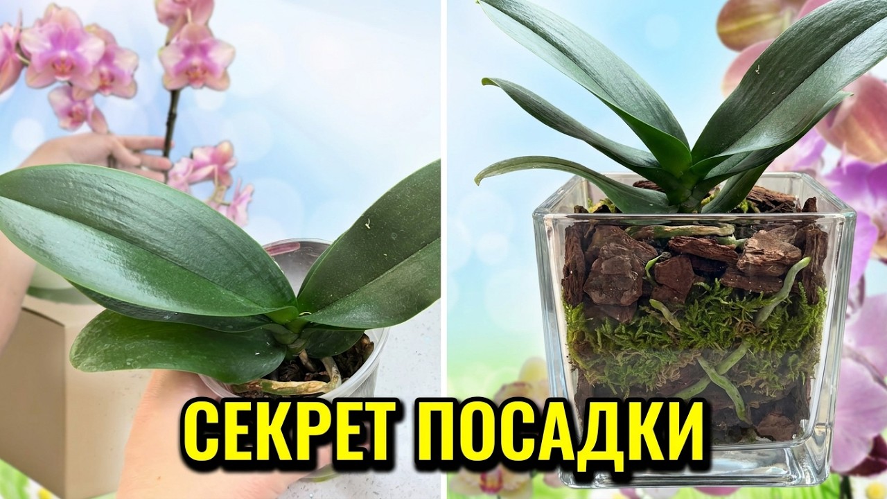 Как подготовить грунты перед посадкой орхидей? Долгожданное цветение азиатских орхидей!