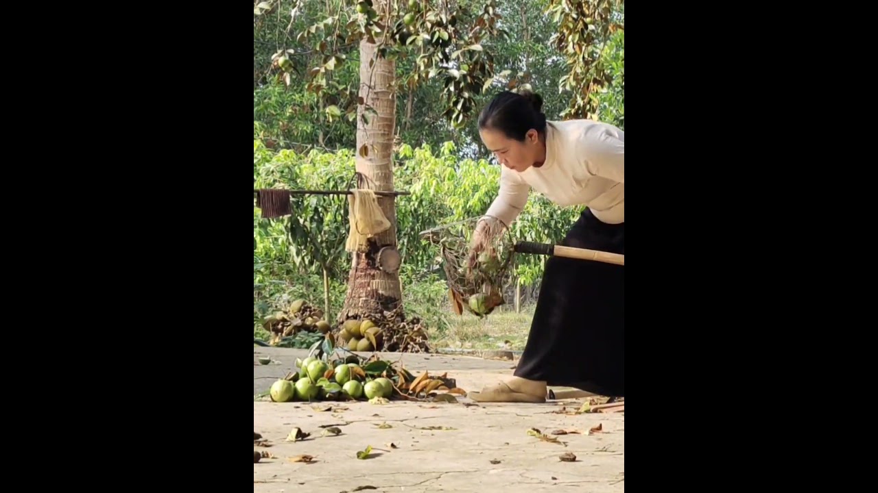 Collecting Fresh Star Apples After Harvest | Rural Vietnam