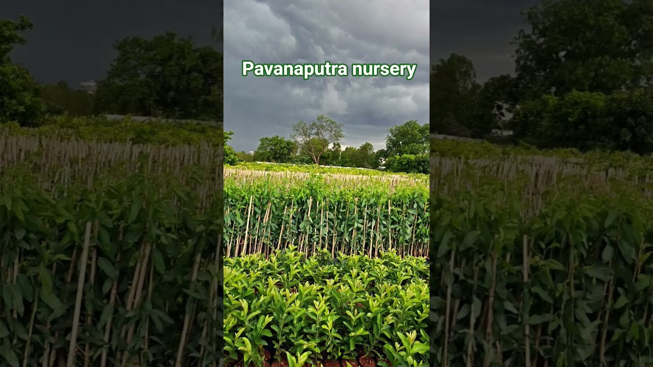 PAVANAPUTRANURSERY#CONTACT-9642732093