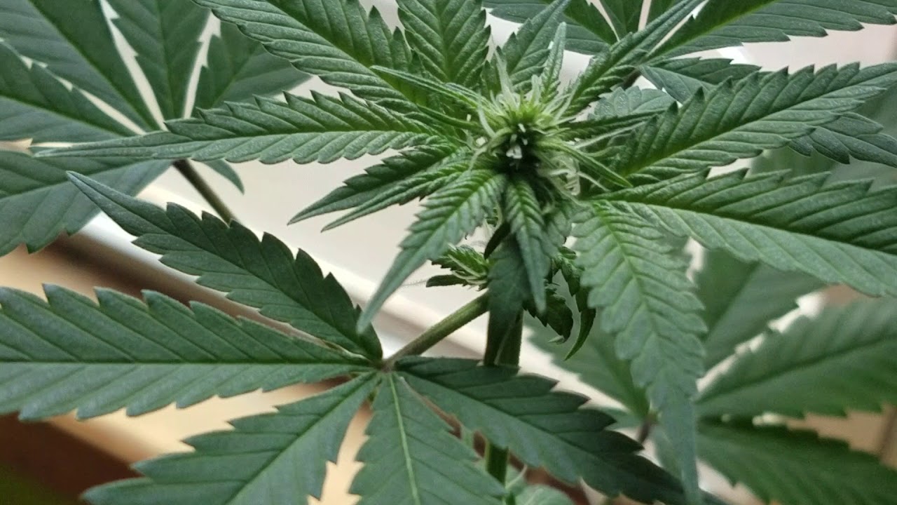 Buds forming