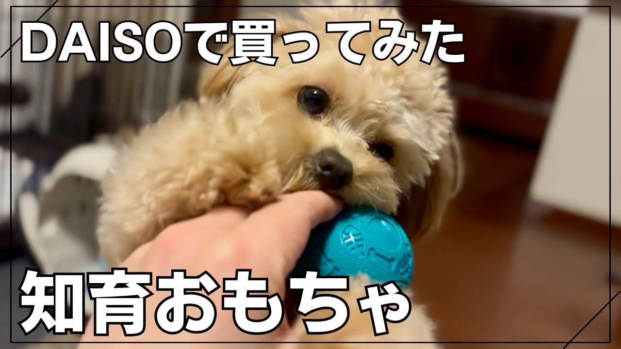 【知育】【おもちゃ】愛犬とホームセンターとダイソーに買い物　おもちゃを買ってもらって大喜び！　#チワプー  #チワプー男の子  #かわいい  #ダイソー　#おもちゃ