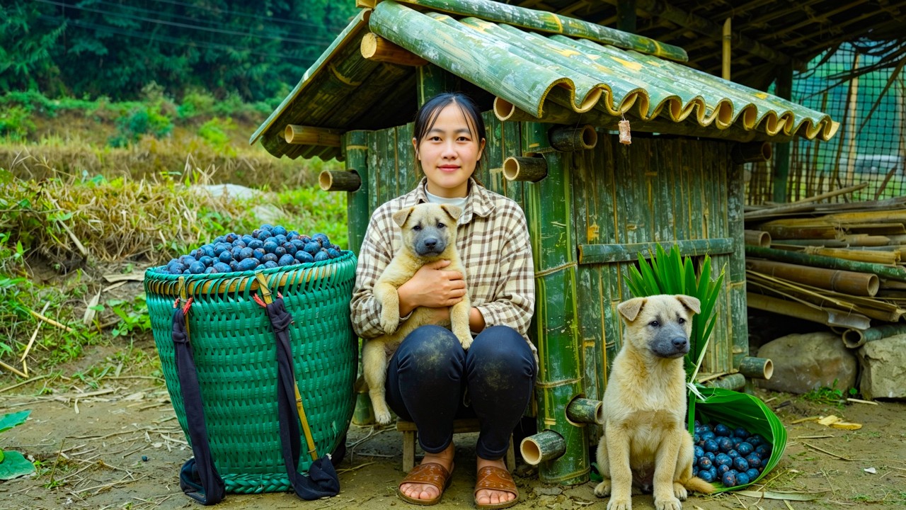 Into the Forest - A Single Mother Harvests Palm Fruit to Bring Power to Her Farm