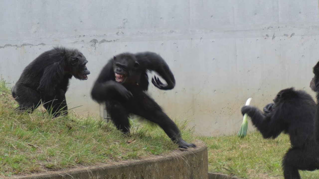 チャーリーの妹 ナナさんの怒りが収まらない　多摩動物公園　チンパンジー　202410