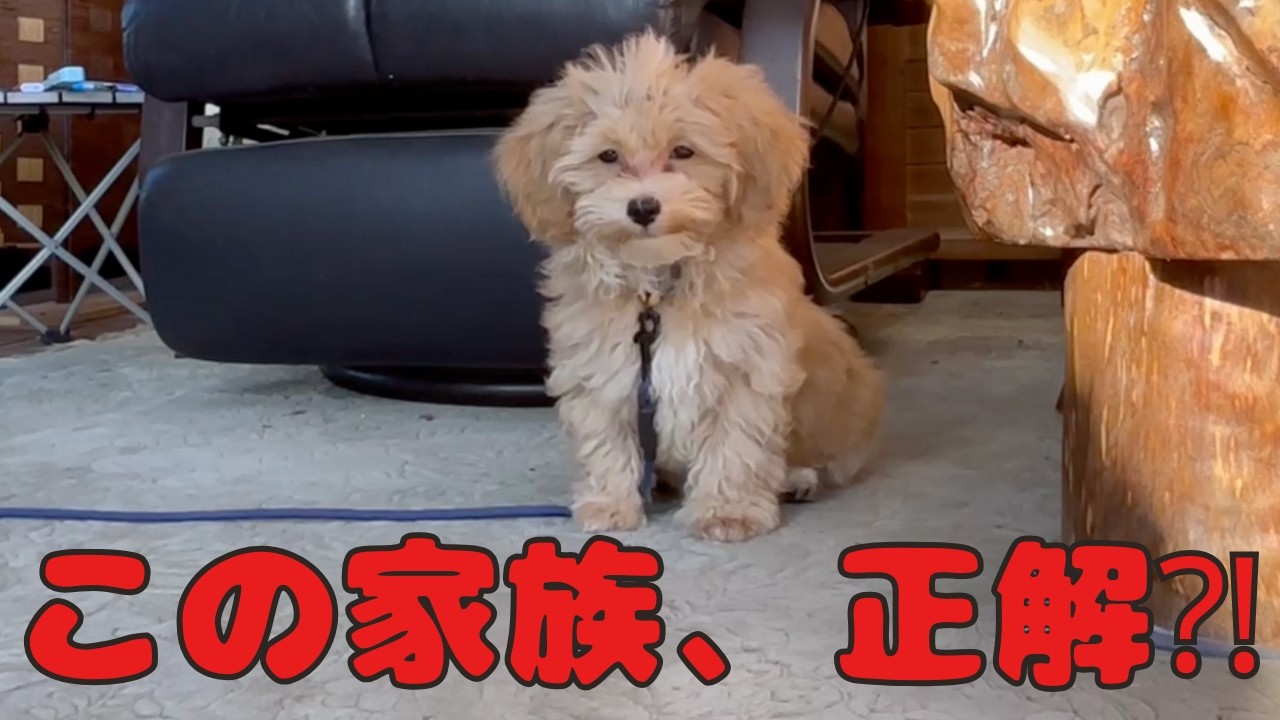 ウチに来て、幸せ？｜マルプー子犬2.5ヶ月の記録　#マルプー #子犬 #パピー #犬のいる暮らし #シニアライフ
