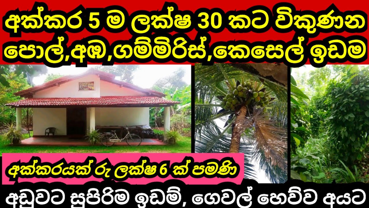 අක්කරයක් ලක්ෂ 6 කට විකුණන අක්කර 5 ක සරුවට වගාකළ ඉඩම | Pol idam | Coconut land| House for sale | idam