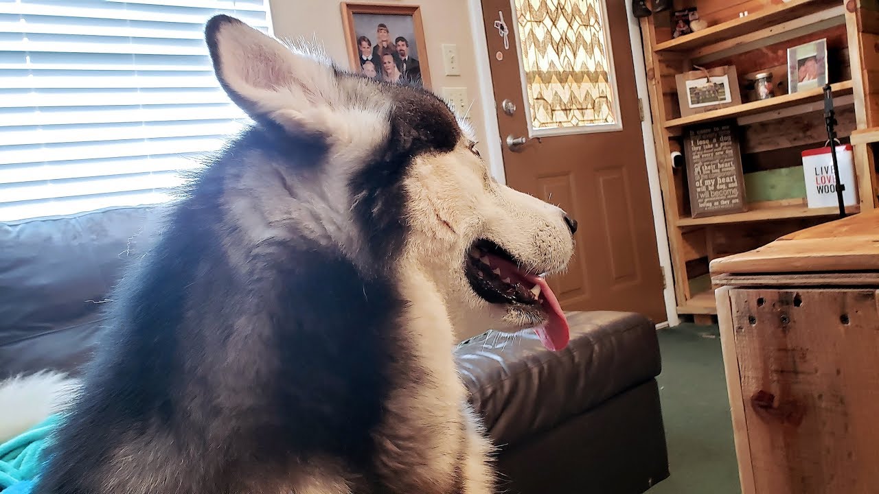 Mad Malamute Won't Look At Me | After Hearing He Is Getting A Bath