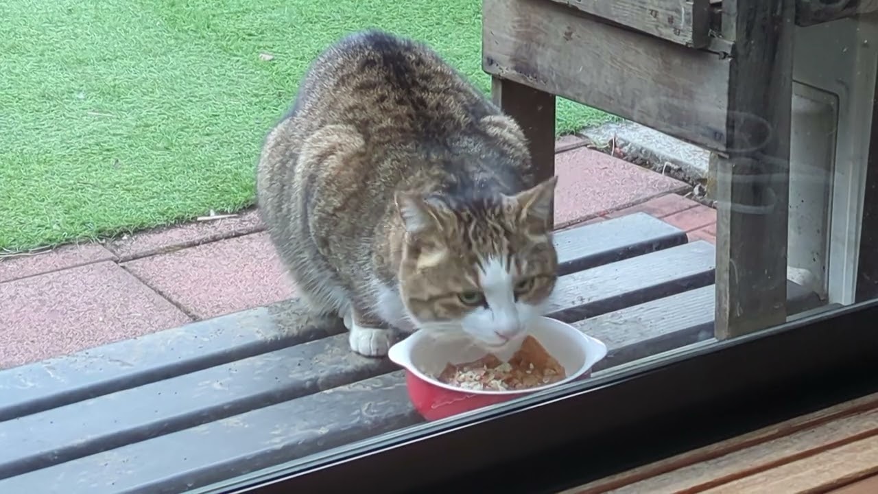 はなお嬢様を追いかけまわしてからごはんを食べるお兄ちゃん猫ちゃん