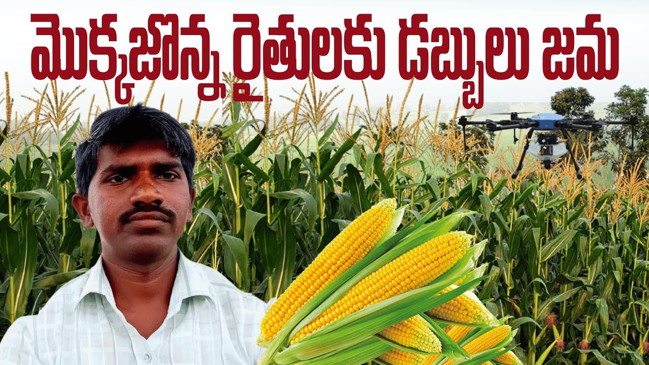 మొక్కజొన్న రైతులకు శుభవార్త |Money deposited to corn farmers
