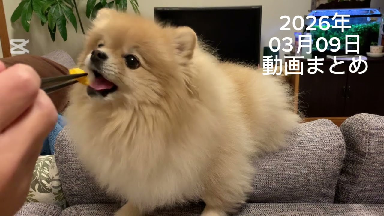 2026年3月9日のマフィンの動画まとめ🧁😁