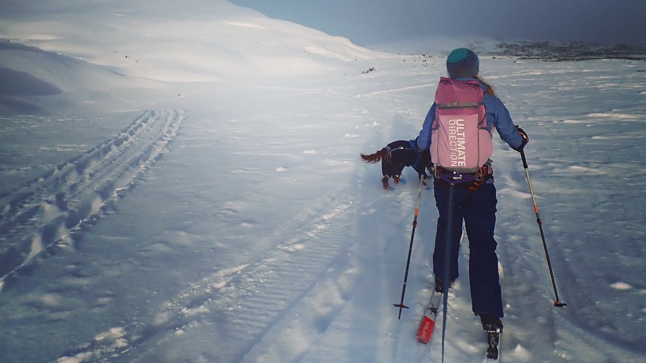 Åre Skutan runt via Huså på turskidor med hund.