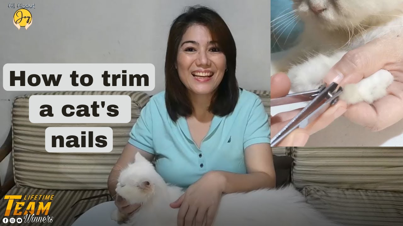 How to Trim a Cat's Nails