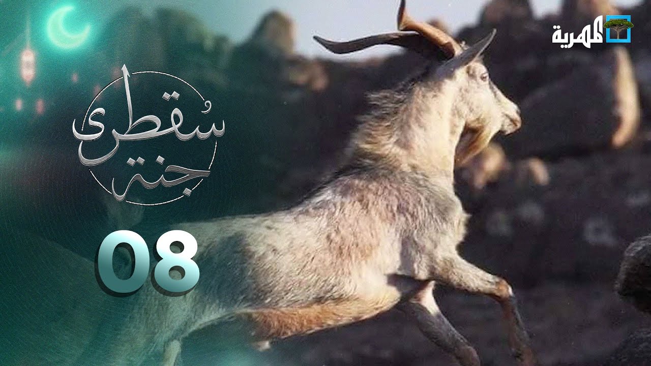 جنة سقطرى | حيوانات برية فريدة ومهددة بالانقراض وبيئة خالية من المفترسات