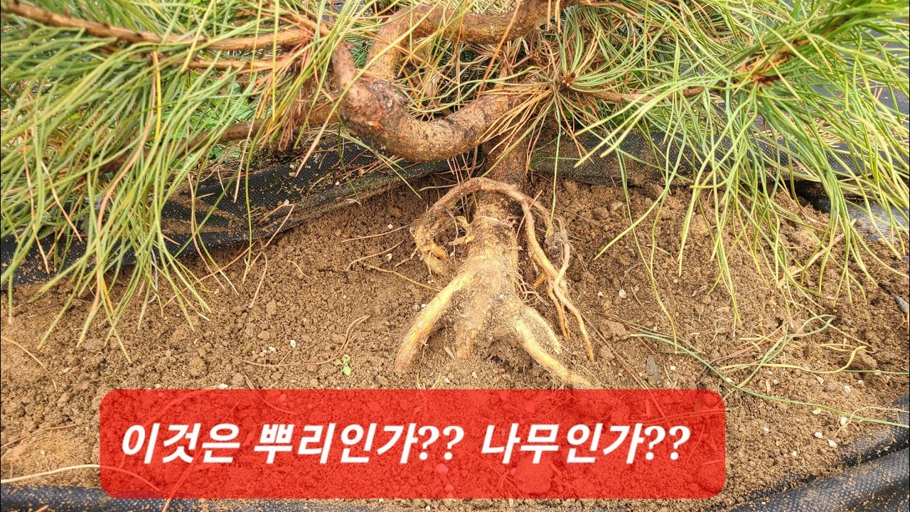 18화:소나무 뿌리 노출로 목질화 만들기(이천농장)