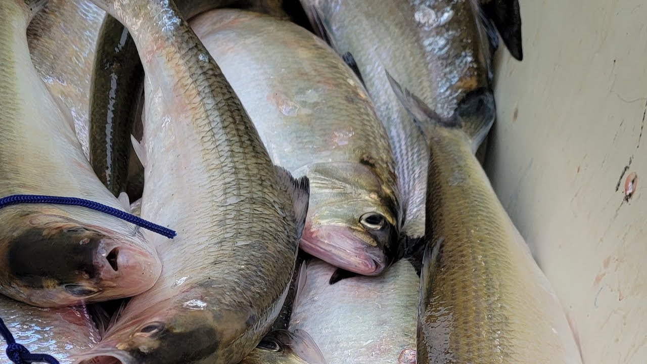 Columbia River Shad Fishing 5/25/2024