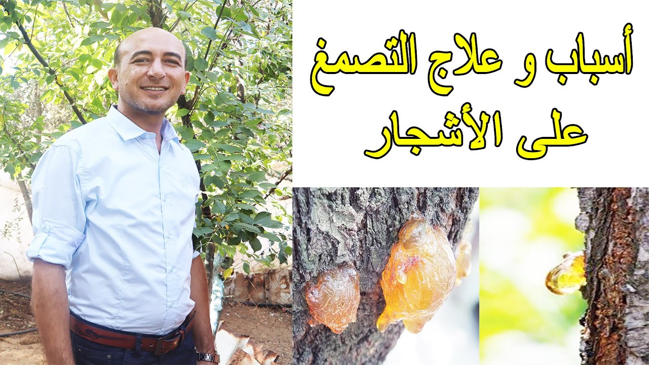 أسباب و علاج مرض التصمغ على الاشجار, Reason and Treatment of Gummosis Disease