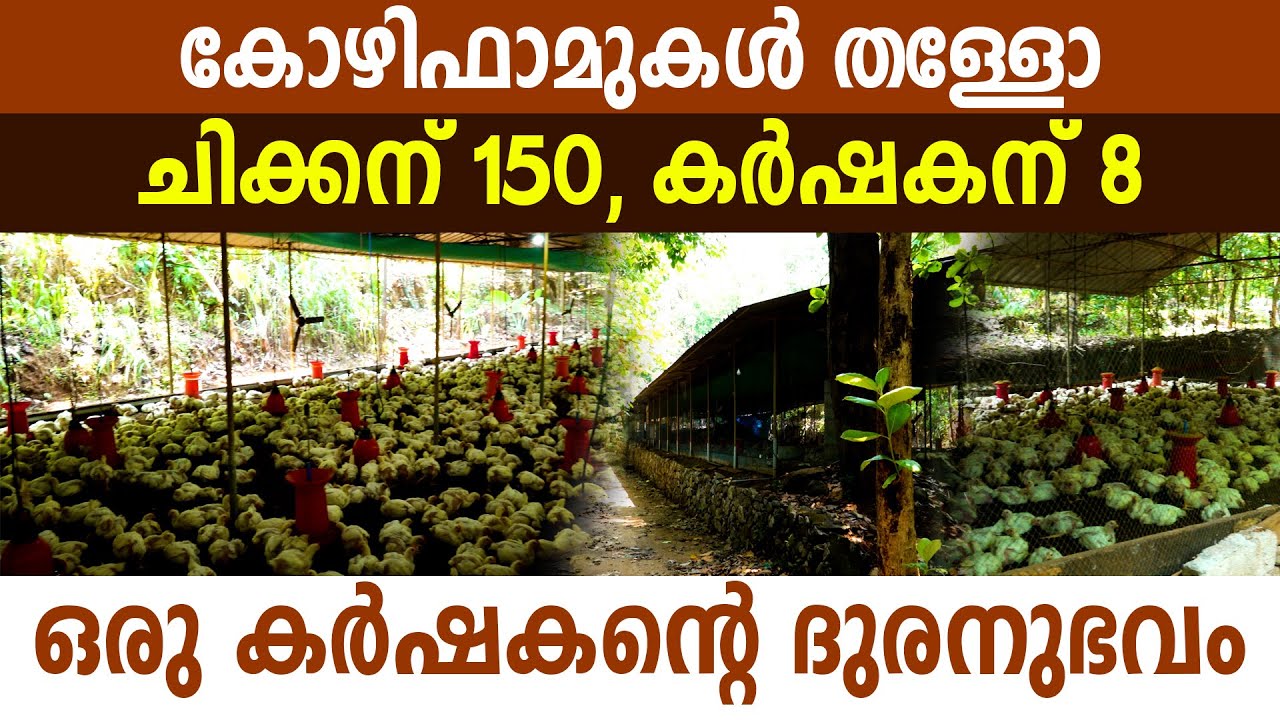 കോഴിഫാം നഷ്ടങ്ങളുടെ കണക്ക് നിരത്തി ഒരു കർഷകൻ I Boiler chicken Farm I