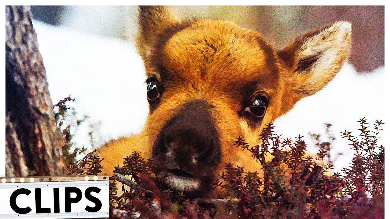 AILOS REISE exklusiver Clip & Trailer Deutsch German (HD) |