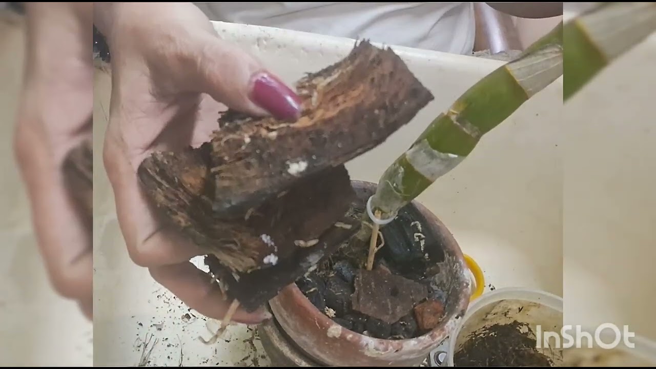  how to grow more orchids without leaves 🍃 🤩