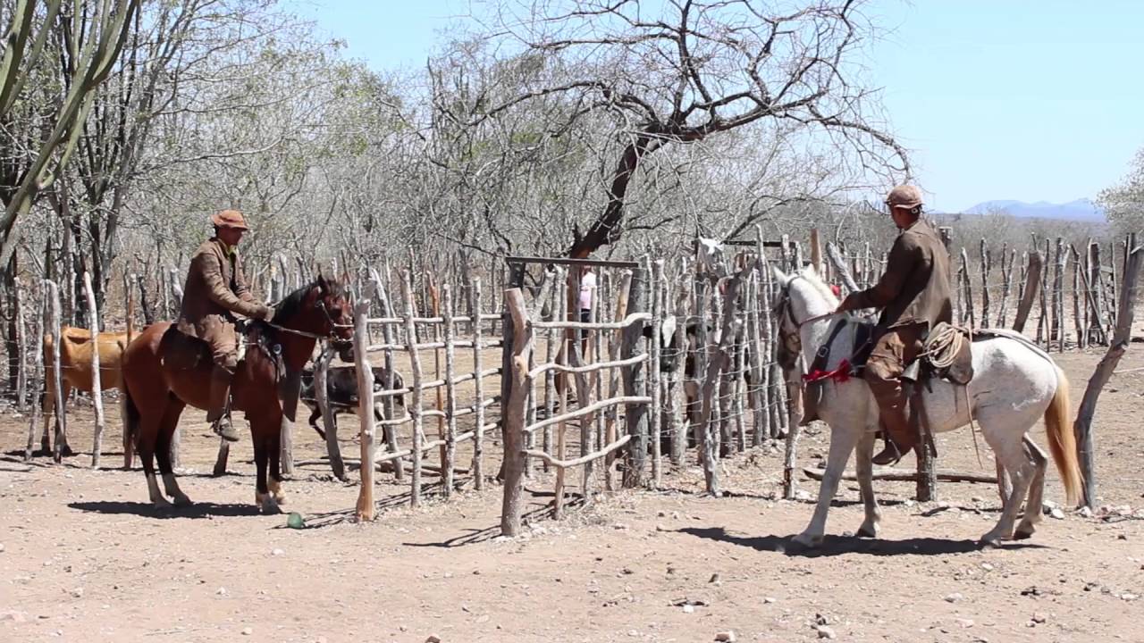 Sustainable Land Use Management in the Semiarid Region of Northeast Brazil