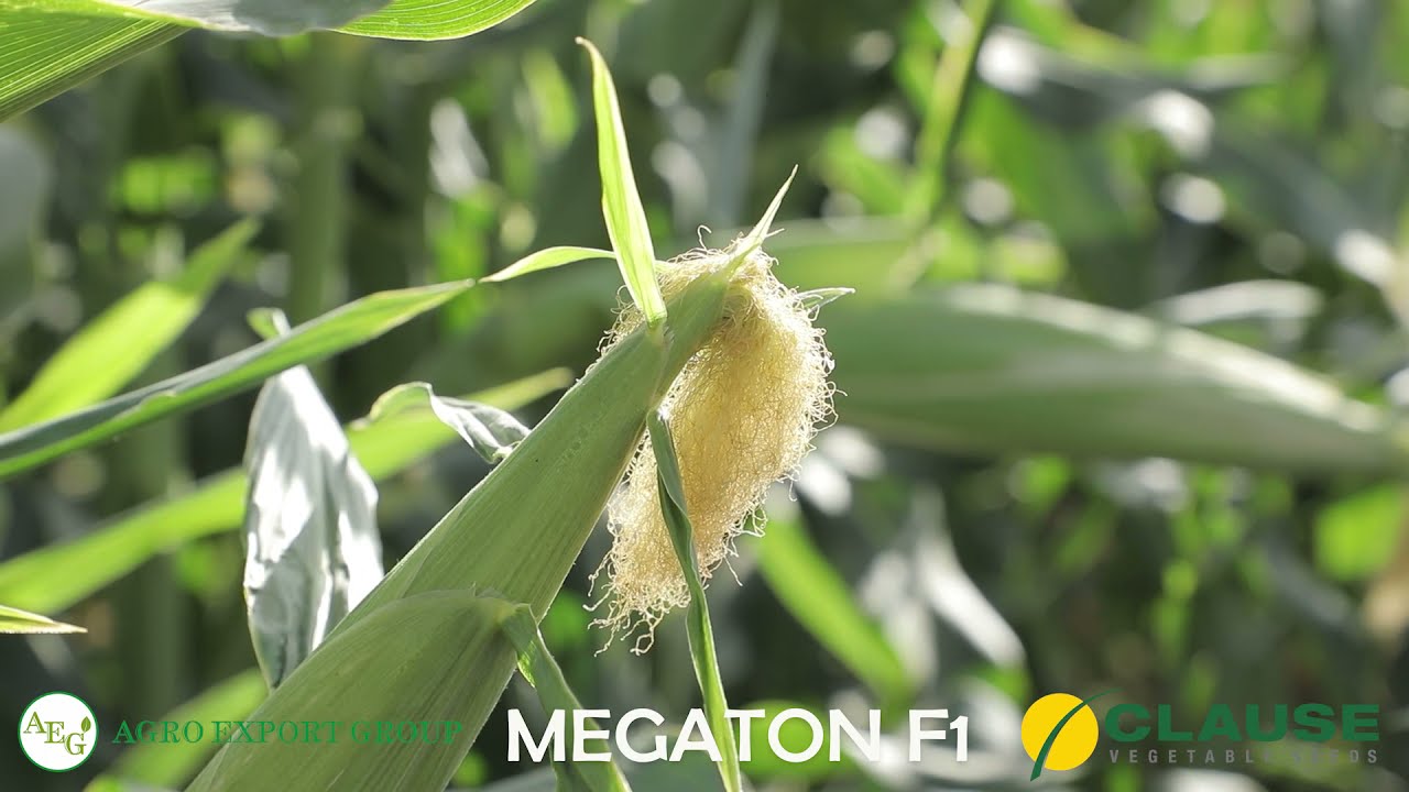 Тошкент Megaton F1 Clause / AGRO EXPORT GROUP